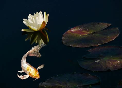 Japanese Koi Fish and Water Lily Flower Photograph by Jennie Marie ...