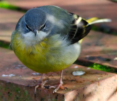 grey wagtail | Tim Cooper | Flickr