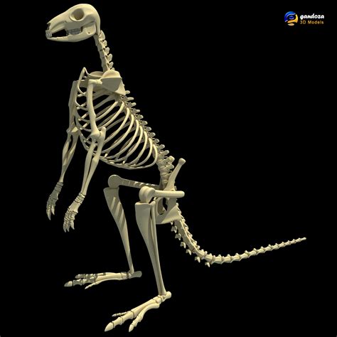 Kangaroo Skeleton by Gandoza on deviantART