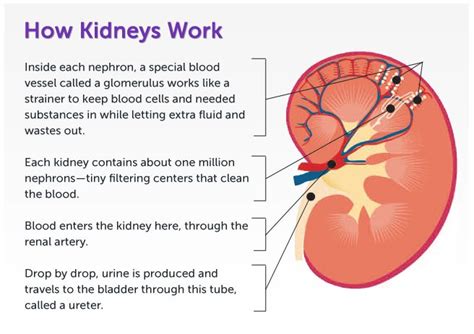 How Kidneys Work | Fresenius Medical Care | Kidney transplant, Chronic kidney disease, Kidney ...