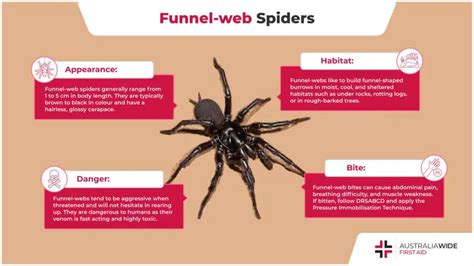 Karla Moore Buzz: Funnel Web Spider Bite Symptoms Dogs