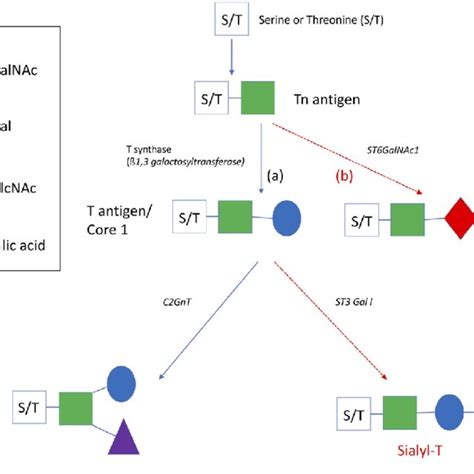 Structure of a secreted mucin. Schematic representation of a secreted ...