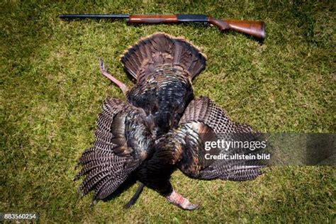 241 Wild Turkey Hunting Stock Photos, High-Res Pictures, and Images ...