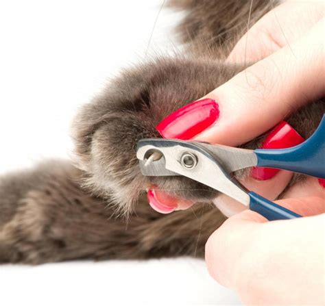 What Are the Different Types of Cat Grooming Tools?