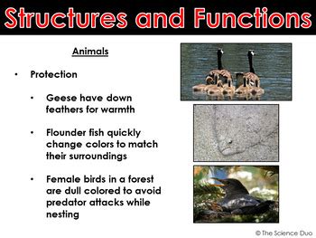 Structures and Functions of Living Organisms - PowerPoint and Notes