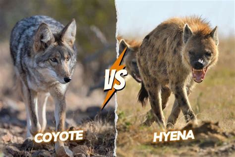 Coyote Vs Hyena: Who Would Win In A Fight?