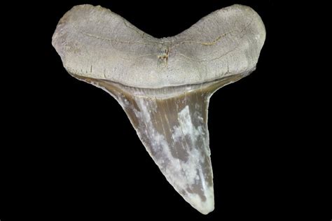 Cretoxyrhina Teeth For Sale - FossilEra.com