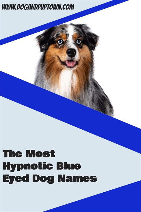 100+ Of The Most Hypnotic Blue Eyed Dog Names | Updated 2021! | Dog names, Blue eyed dog, Blue ...