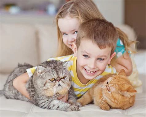 10 Best Cat Breeds for Children