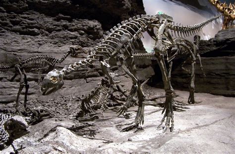 Othnielia Pictures & Facts - The Dinosaur Database