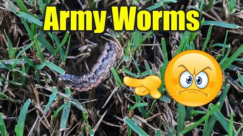 Army Worms in Lawn - YouTube