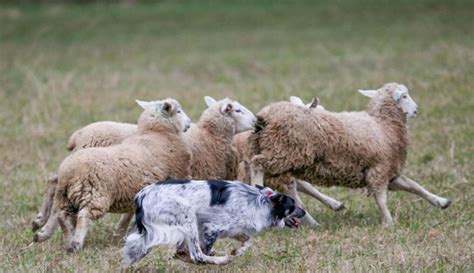 Sheepdog Trials: When Farm Partners Compete - Hobby Farms