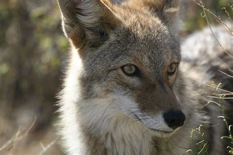 Coyote Facts - WorldAtlas