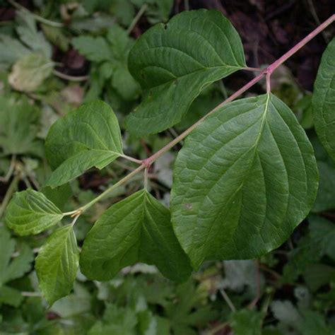 CORNUS SANGUINEA - Houtmeyers Plantencentrum en Boomkwekerij Laakdal