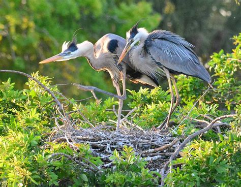 Great Blue Heron Nesting Couple Photograph by Patricia Twardzik