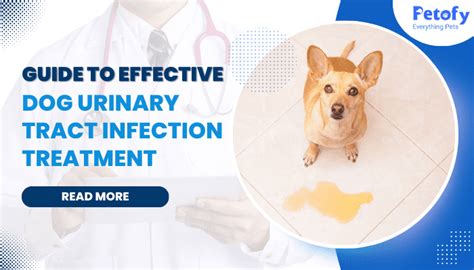 Dog UTI: Treatments, Causes, Symptoms and Preventive Measures