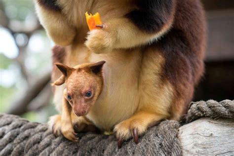 Meet Chimbu, the blue-eyed, bear-eared tree kangaroo. Your cuppa can help save his species