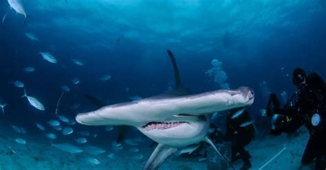 Hammerhead Shark Behavior - AnimalBehaviorCorner