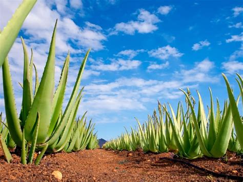 Does Aloe Vera Clean Air? The Answer Might Surprise You! - Northern Nester