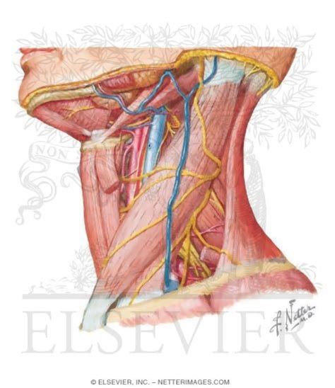 Posterior Triangle: Contents