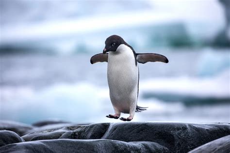 Jenkinson's Aquarium in Point Pleasant has a Live Penguin Cam