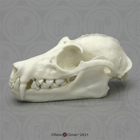 Opossum Skull Anatomy