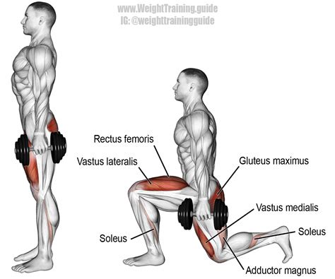 Dumbbell rear lunge. A compound unilateral exercise. Target muscles: Gluteus Maximus and ...