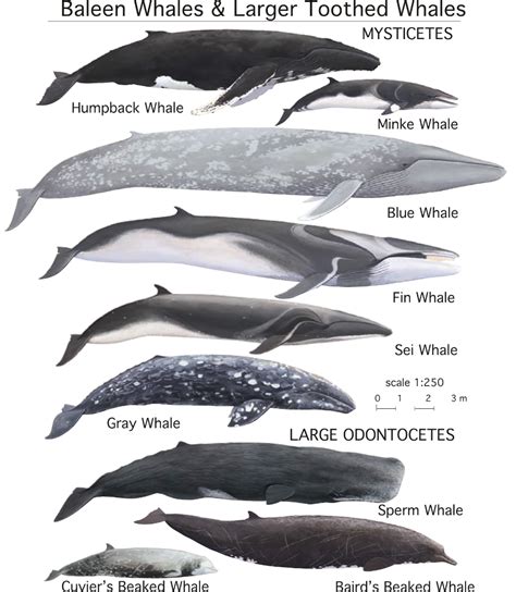 type of whales - Google Search | Types of whales, Whale, Baleen whales