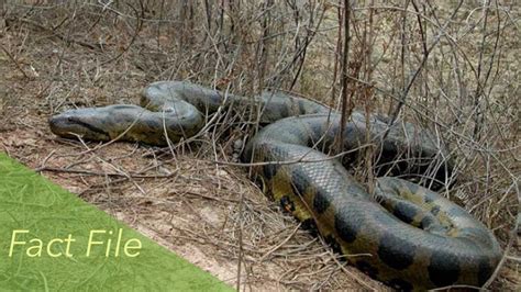 Green Anaconda Fact File - Reptiles & Amphibians - YouTube