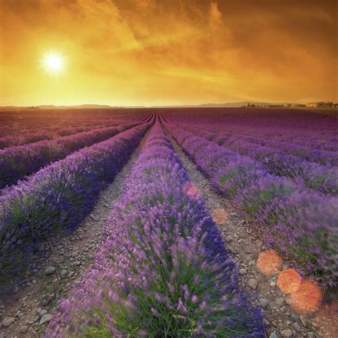 Lavender Field At Sunset #3 by Mammuth