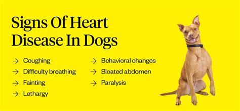 The Most Common Types Of Heart Diseases In Dogs | Dutch