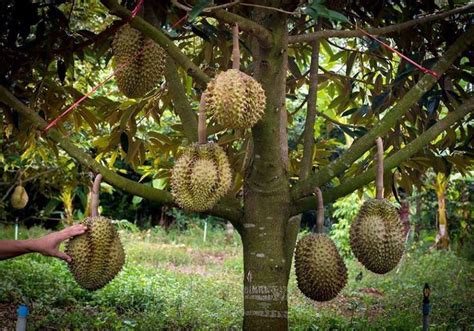 Pin by Hilda Sanjurjo on Fruit Trees | Durian tree, Durian, Fruit trees