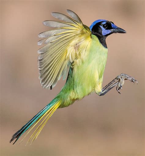 Green Jay Photo Gallery – Be Your Own Birder