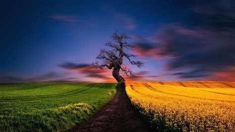 The Lonely Tree Wallpapers - Wallpaper Cave