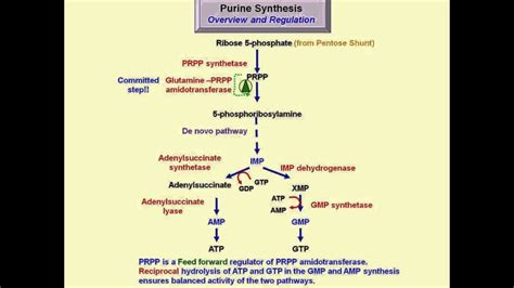 Nucleotide biosynthesis - YouTube