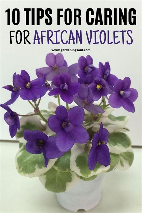 10 Tips for Caring for African Violets | African violets, African violet care, African violets ...