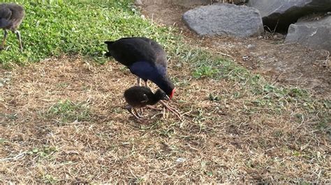 Baby pukeko takes a tumble - YouTube