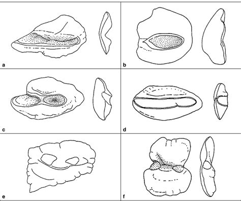 Abb. 209. Functional otolith morphology. a, A thin, fragile otolith... | Download Scientific Diagram