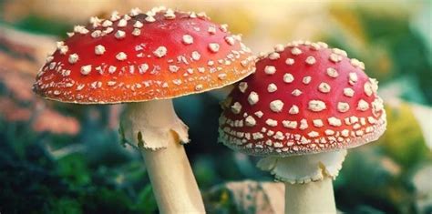 Amanita muscaria: The Fly Agaric Mushroom Identification & Trip Effects