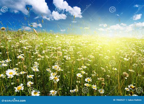 Field of daisies stock image. Image of country, horizon - 7060527