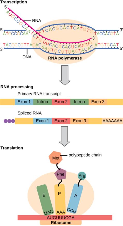 15.2: The Genetic Code - The Central Dogma- DNA Encodes RNA and RNA Encodes Protein - Biology ...