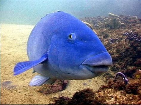 Eastern Blue Groper, Achoerodus viridis (Steindachner, 1866) - The Australian Museum