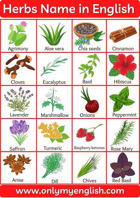 Herbs Name: List of Herbs Name in English | Plants vocabulary, Planting ...