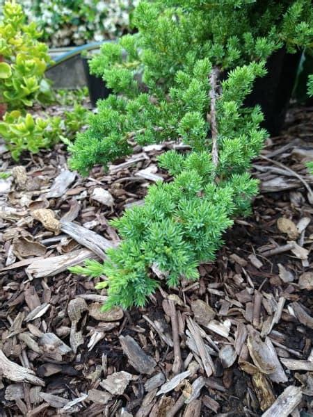 Juniperus squamata prostrata - Garden Variety