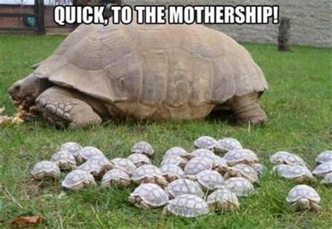 Your daily tortoise meme! (Day 2) : r/tortoise