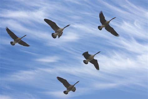 Why do flocks of geese fly in a V-formation? | How It Works Magazine