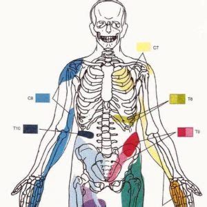 T8 Subluxation – Back To Life Chiropractic