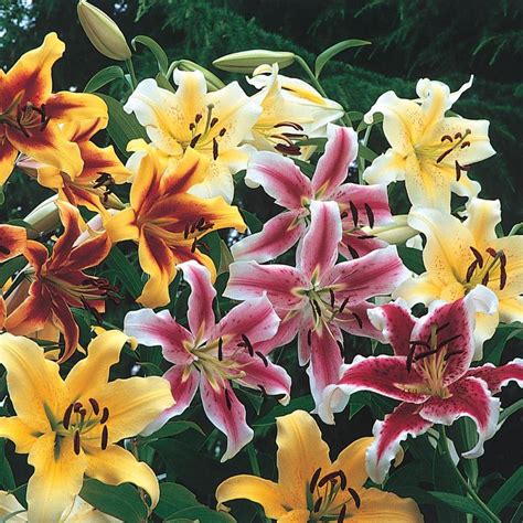 Gardens Alive! 6-Pack Mixed Multi-colored Lily Tree Bulbs at Lowes.com