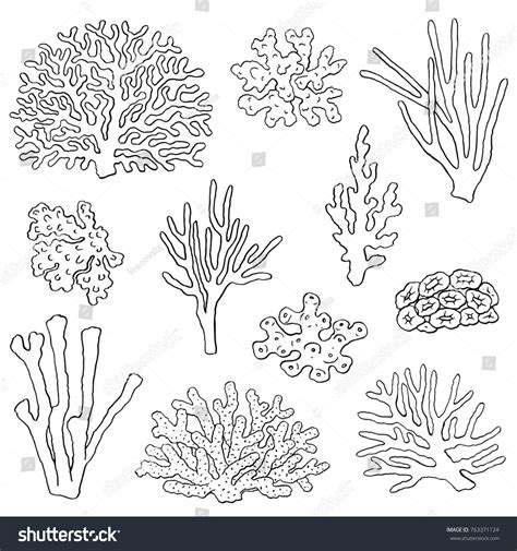 Hand Drawn Coral Illustrations