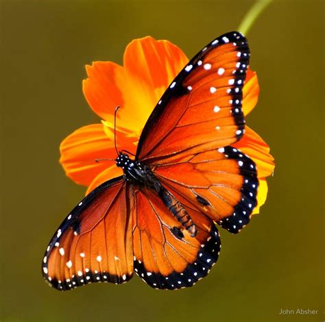 Queen Butterfly - Butterfly Exhibit at Tucson Bontanic Gardens by John Absher | Butterfly ...